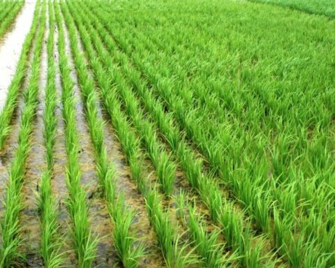 Técnica de irrigação por inundação está presente em 1,3 milhões e hectares de plantio de arroz. — Foto: Divulgação / Instituto Rio Grandense do Arroz (Irga)