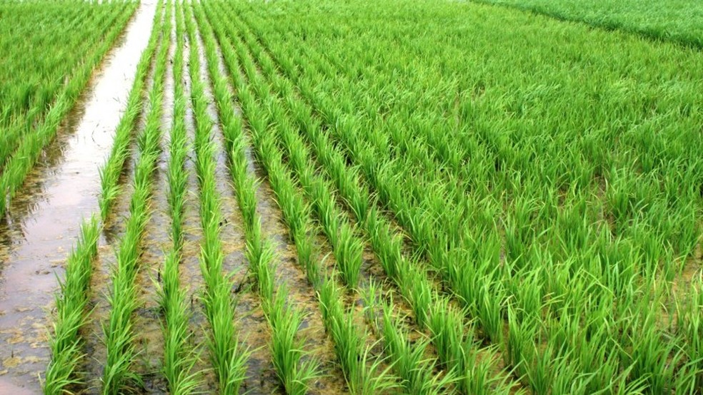 Técnica de irrigação por inundação está presente em 1,3 milhões e hectares de plantio de arroz. — Foto: Divulgação / Instituto Rio Grandense do Arroz (Irga)