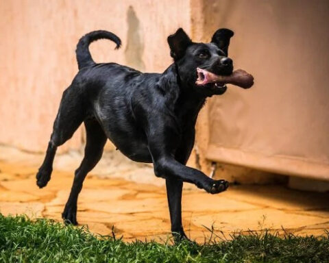 GDF construirá parques para animais de estimação.