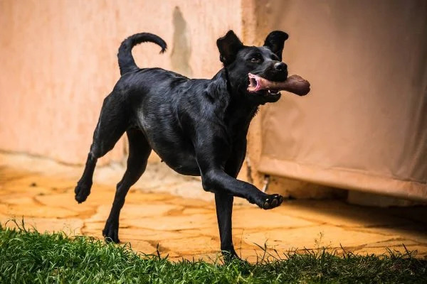 GDF construirá parques para animais de estimação.