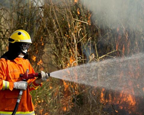 DF: As vagas estão divididas para supervisores e chefes de brigada, além de brigadistas florestais combatentes. Foto: Rafaela Felicciano/Metrópoles