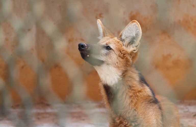 Dama deu entrada no Zoo de Brasília em 2019 com diversas fraturas causadas por um atropelamento. Foto: Divulgação/Zoológico de Brasília