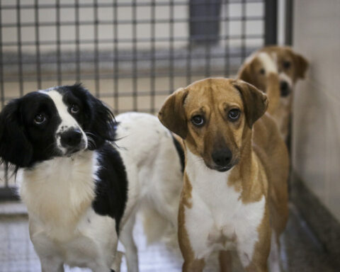 Zoonoses tem cães e gatos disponíveis. É necessário ser maior de 18 anos par adotar. Foto: Breno Esaki/Agência.