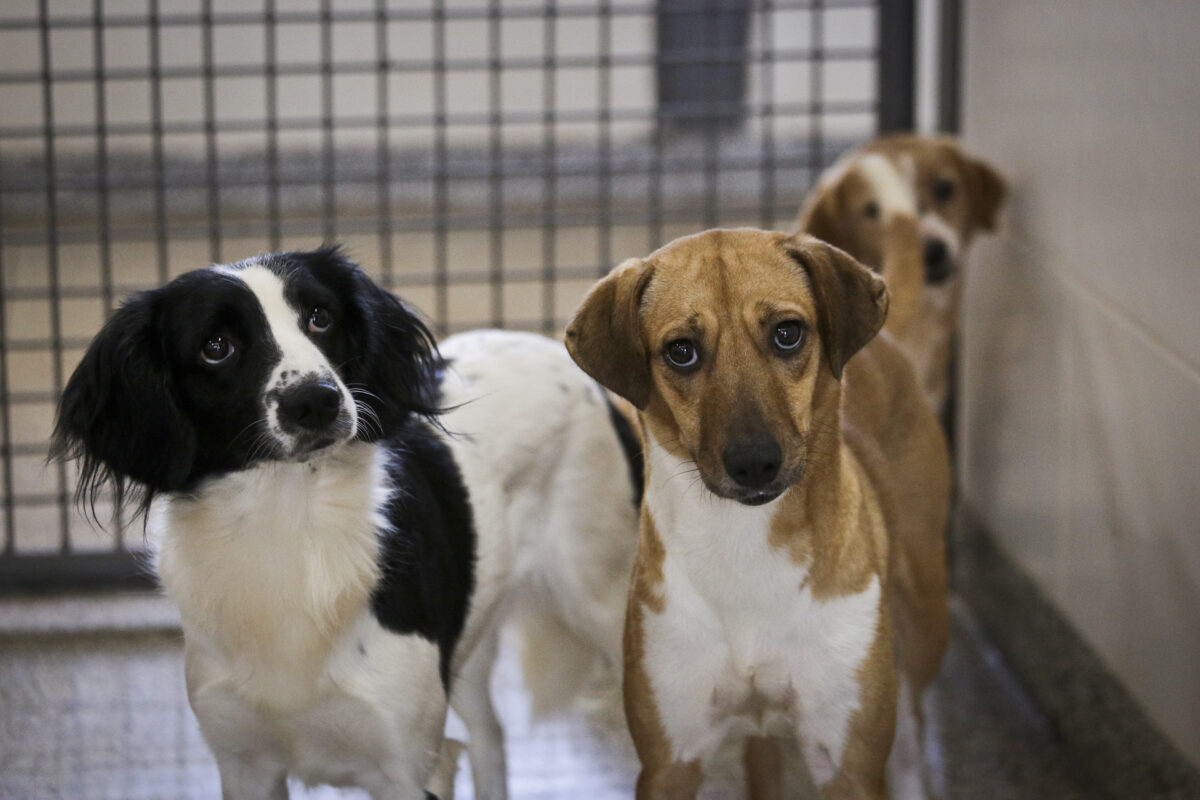 Zoonoses tem cães e gatos disponíveis. É necessário ser maior de 18 anos par adotar. Foto: Breno Esaki/Agência.