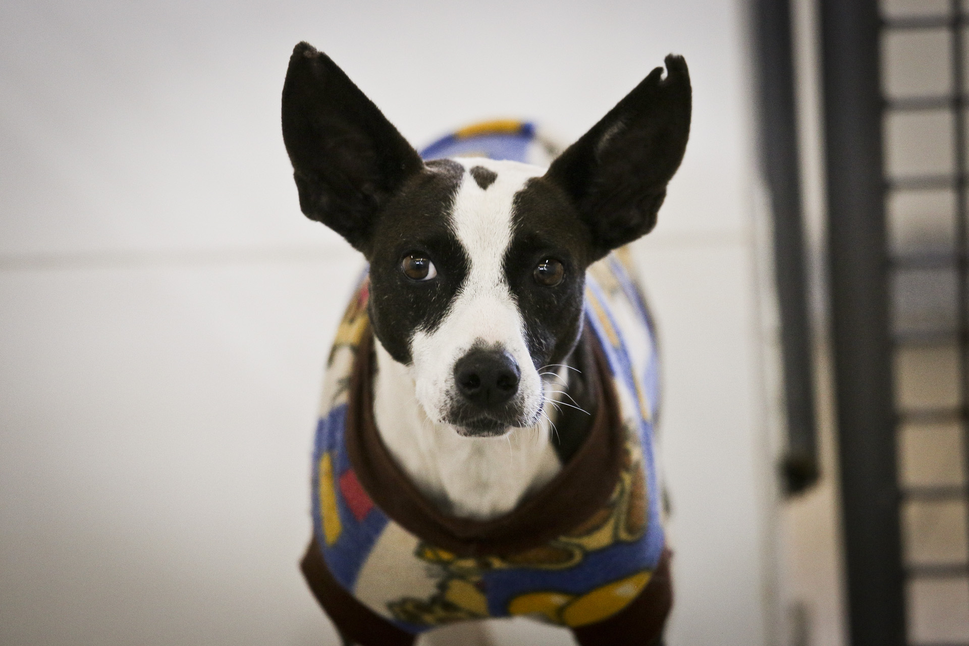 Os cães já realizaram exames para leishmaniose e foram vacinados para raiva. Além disso, também foram tratados contra possíveis parasitas (pulgas e carrapatos). Foto: Breno Esaki/Agência Brasília