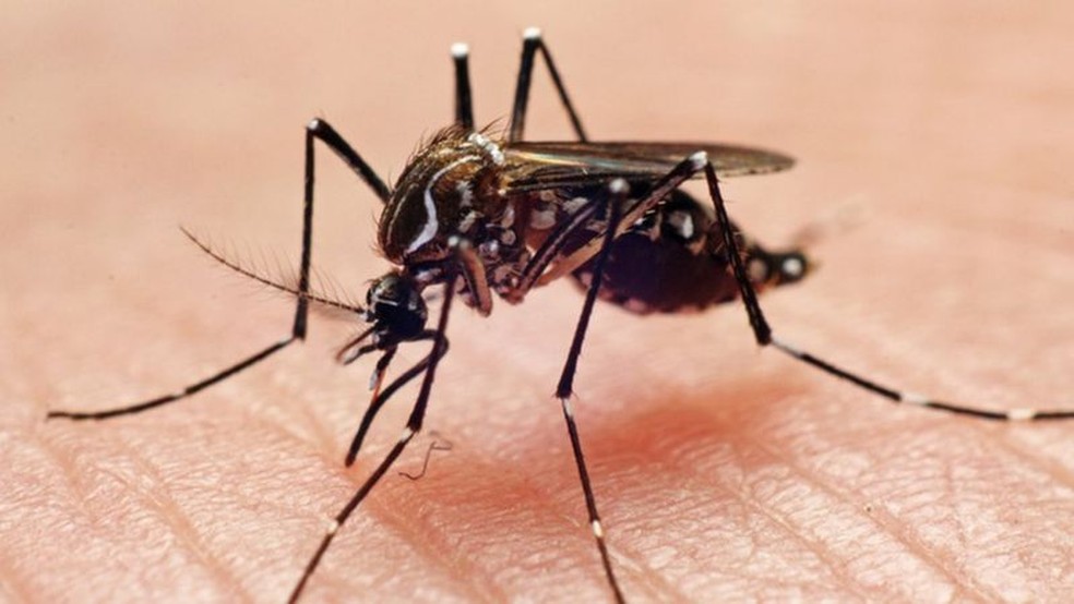 Dengue: Notificações caíram 74%, na comparação com mesmo período de 2020; sete pessoas morreram. Foto: João Paulo Burini/Getty Images via BBC