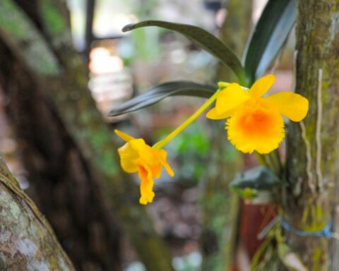 Orquídeas e Kokedamas: Evento será realizado no próximo domingo, 12, a partir das 10h, na Oficina da Natureza. Foto: Lúcio Bernardo Jr/Ag Brasília