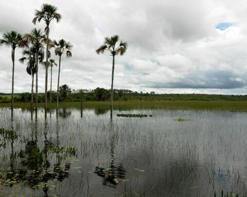 Eu amo Cerrado: Quem quiser participar pode postar fotos da fauna e da flora das unidades de conservação do DF. Foto: Pedro Ventura