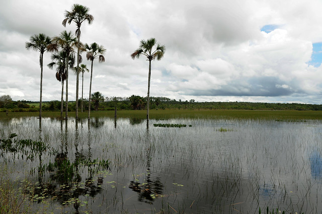 Eu amo Cerrado: Quem quiser participar pode postar fotos da fauna e da flora das unidades de conservação do DF. Foto: Pedro Ventura