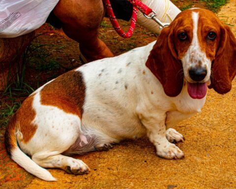 Coletadas opiniões de 265 pessoas, que tiveram pets esterilizados, pelo serviço gratuito de Castração de Cães e Gatos. Foto: Brasília Ambiental/Divulgação