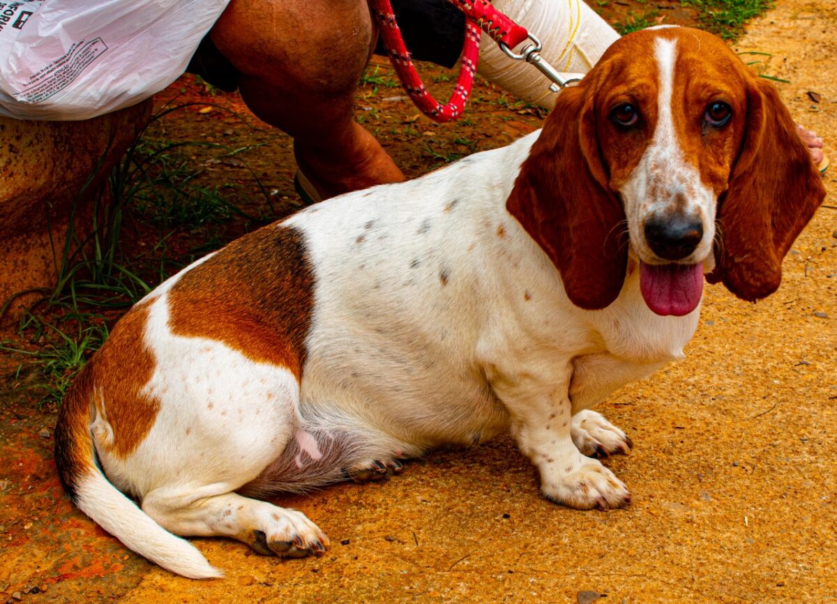 Coletadas opiniões de 265 pessoas, que tiveram pets esterilizados, pelo serviço gratuito de Castração de Cães e Gatos. Foto: Brasília Ambiental/Divulgação