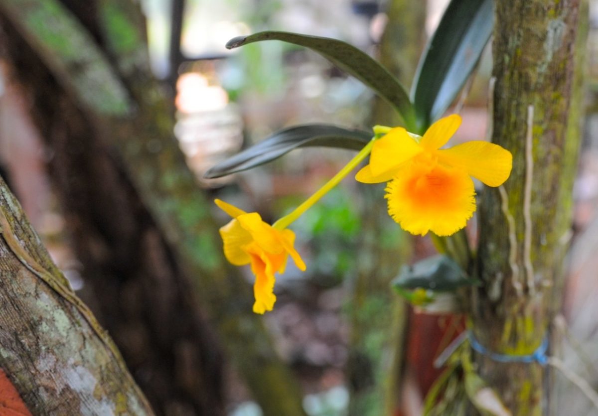 Evento será realizado de sexta-feira (29) a domingo (31), das 9h às 17h, com palestras e oficinas gratuitas. Fotos: Jardim Botânico de Brasília