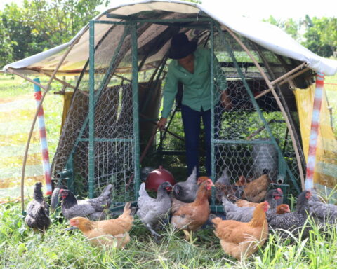 Crescimento é registrado no sistema semi-intensivo, onde atividade de postura se destaca e gera 5 mil empregos. Foto: Divulgação/Emater