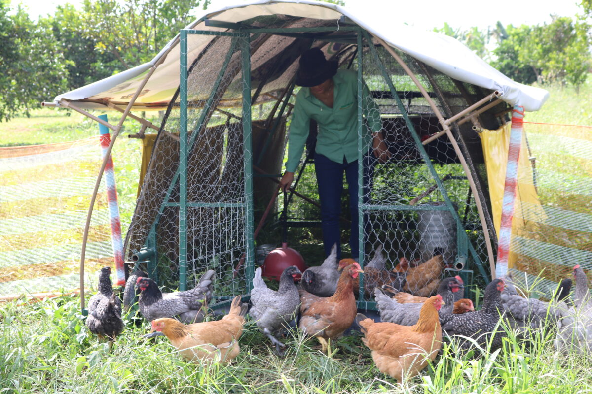 Crescimento é registrado no sistema semi-intensivo, onde atividade de postura se destaca e gera 5 mil empregos. Foto: Divulgação/Emater