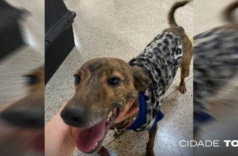 Grupo levava cães e gatos do Zoonoses para tratamento médico, passeios e entregava alimentos e medicamentos. Foto: Divulgação