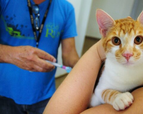 Campanha acontece das 9h às 17h em 26 locais; imunizante pode ser aplicado em cães e gatos. Foto: Breno Esaki/Agência Saúde-DF