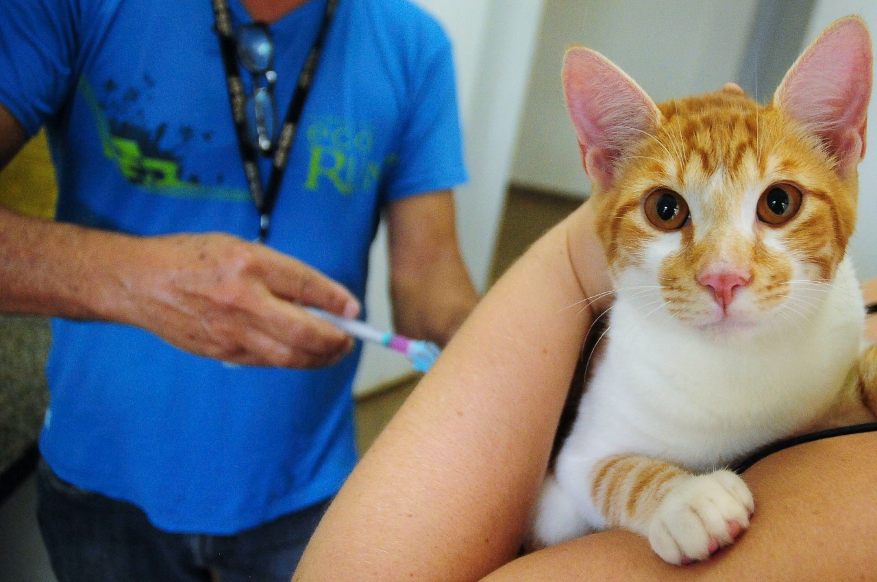 Campanha acontece das 9h às 17h em 26 locais; imunizante pode ser aplicado em cães e gatos. Foto: Breno Esaki/Agência Saúde-DF