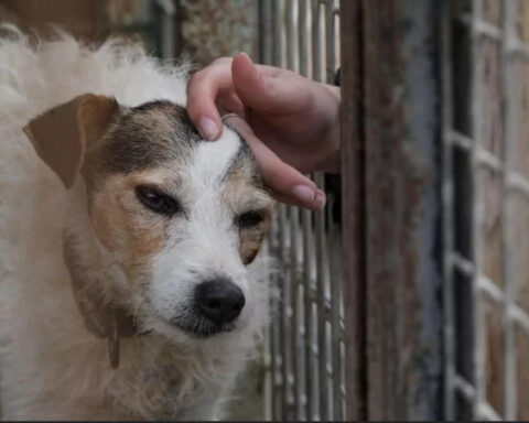 Adoção: Protetores de animais relatam aumento do abandono de pets por mortes de tutores durante a pandemia. Foto: Sebastien Bozon