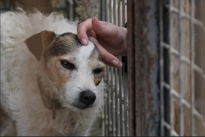 Adoção: Protetores de animais relatam aumento do abandono de pets por mortes de tutores durante a pandemia. Foto: Sebastien Bozon