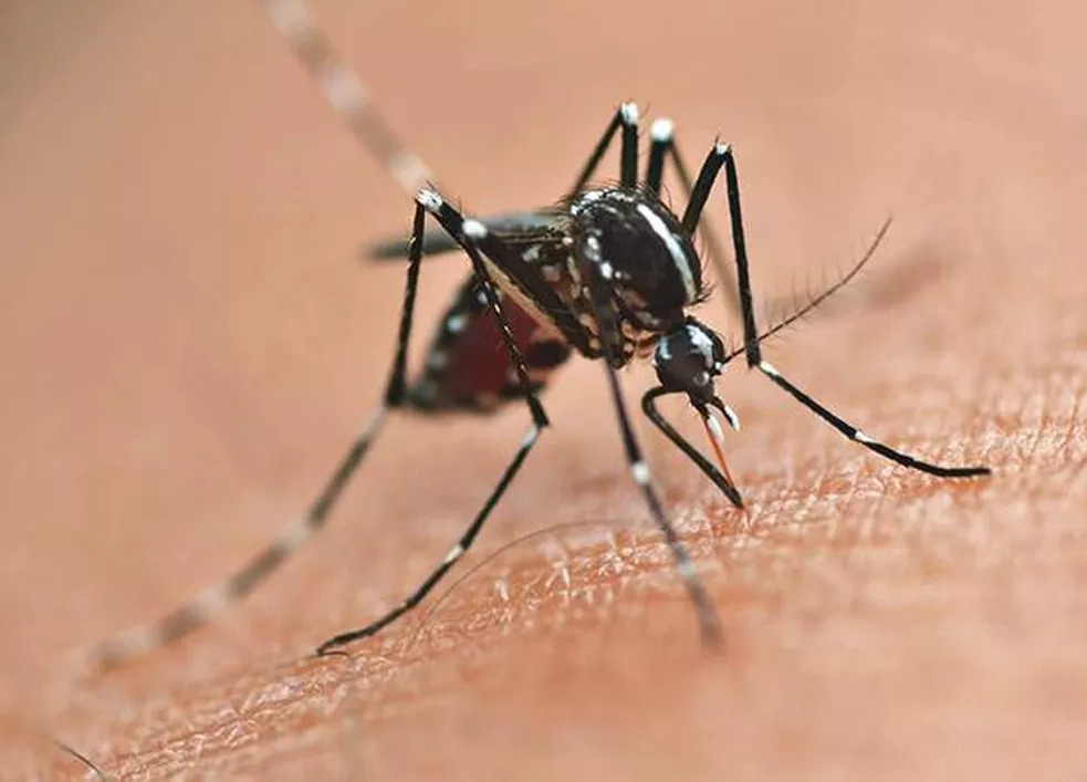 Números representam queda de 74% nos óbitos e de 72,2% nos infectados por dengue, em relação ao ano passado. Foto: Divulgação