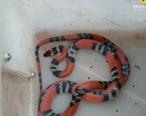 Batalhão da PM Ambiental resgatou uma serpente em Planaltina neste domingo, 14. Foto: Divulgação/PMDF