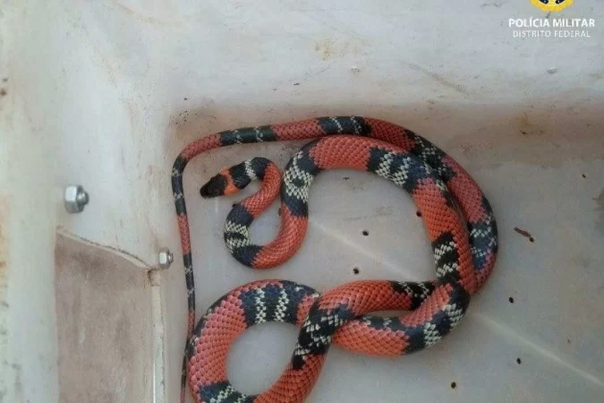 Batalhão da PM Ambiental resgatou uma serpente em Planaltina neste domingo, 14. Foto: Divulgação/PMDF