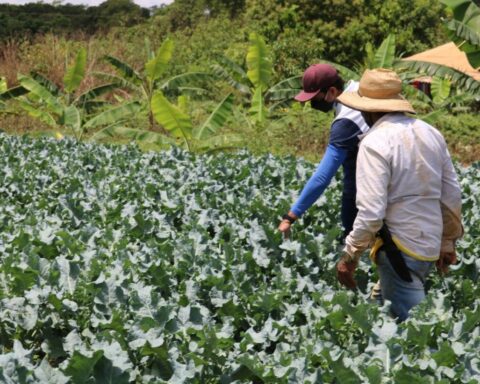 Crédito Rural: Valor corresponde aos meses de janeiro a outubro e já é maior do que 2020. Foto: Divulgação