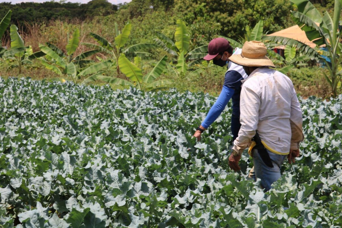 Crédito Rural: Valor corresponde aos meses de janeiro a outubro e já é maior do que 2020. Foto: Divulgação