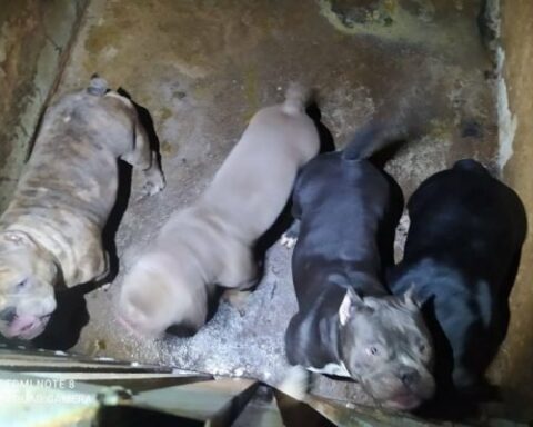 PCDF salvou 15 filhotes e oito cães adultos vítimas de maus-tratos. Também apreenderam anestésicos e anabolizantes no local. Foto: Divulgação