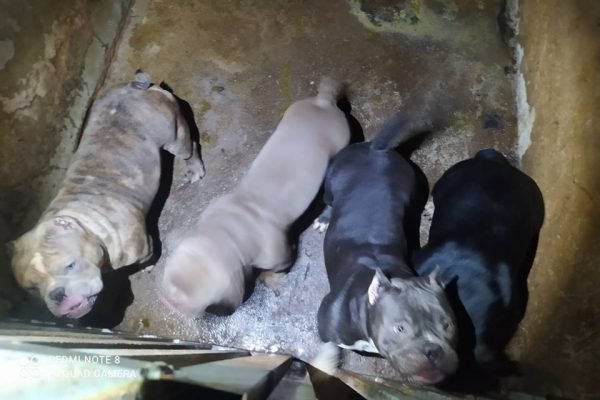 PCDF salvou 15 filhotes e oito cães adultos vítimas de maus-tratos. Também apreenderam anestésicos e anabolizantes no local. Foto: Divulgação