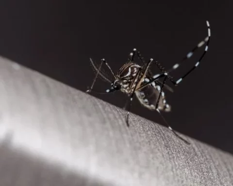 A mais recente vítima da dengue morava no Núcleo Bandeirante; último óbito havia sido registrado em outubro. Foto: Getty imagens