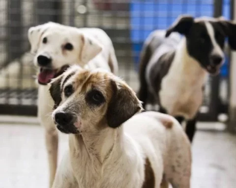 Pet: Às 10h serão abertas inscrições para gatos; às 14h será a vez dos cachorros. Na sexta, vagas para fêmeas. Foto: Breno Esaki