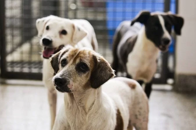 Pet: Às 10h serão abertas inscrições para gatos; às 14h será a vez dos cachorros. Na sexta, vagas para fêmeas. Foto: Breno Esaki