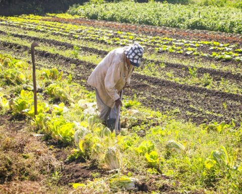 Produção Rural: GDF investiu em equipamento, insumos e crédito agrícola; 1,6 mil famílias rurais foram beneficiadas em 2021. Foto: Renato Alves/ Agência Brasília