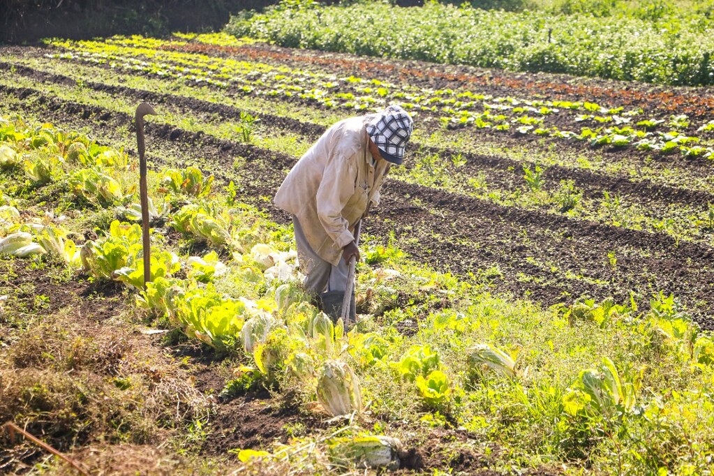 Produção Rural: GDF investiu em equipamento, insumos e crédito agrícola; 1,6 mil famílias rurais foram beneficiadas em 2021. Foto: Renato Alves/ Agência Brasília