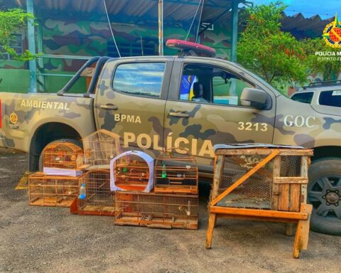 Denúncia levou policiais identificar cativeiros clandestinos de ave silvestres nas regiões. Foto: Divulgação