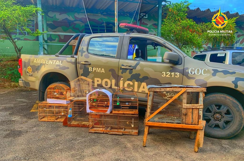 Denúncia levou policiais identificar cativeiros clandestinos de ave silvestres nas regiões. Foto: Divulgação