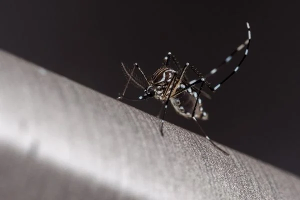 Vigilância Ambiental afirma ter reforçado ações para prevenção e convocou população para combater o mosquito da dengue. Foto: Getty imagens