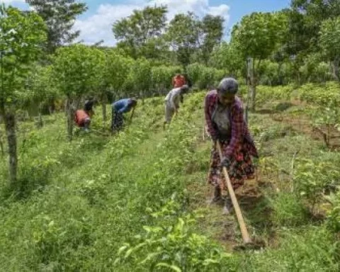 Agricultoras: Com mulheres no comando, duas novas Comunidades que Sustentam a Agricultura (CSA) serão criadas no Distrito Federal. Foto: Ishara S. Kodikara