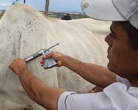 Febre Aftosa: Em maio, serão vacinados apenas os animais com até 24 meses de idade. Foto: Toninho Tavares/Agência Brasília