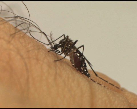 Uma idosa faleceu em Sobradinho II na última semana, sendo a primeira vítima da dengue no ano. Foto: Divulgação/Fiocruz