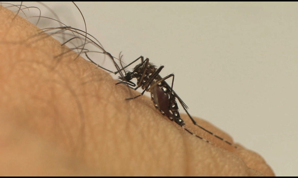 Uma idosa faleceu em Sobradinho II na última semana, sendo a primeira vítima da dengue no ano. Foto: Divulgação/Fiocruz