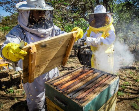 Seapa: Termo meliponicultura diz respeito à criação de abelhas sem ferrão. Apicultura é a criação de abelhas com ferrão. Foto: Wenderson Araujo/CNA