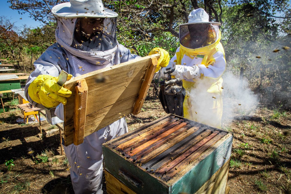 Seapa: Termo meliponicultura diz respeito à criação de abelhas sem ferrão. Apicultura é a criação de abelhas com ferrão. Foto: Wenderson Araujo/CNA