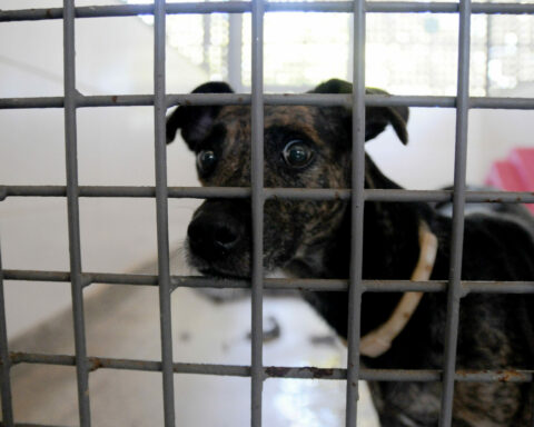 Pets chegaram por medida judicial devido a maus-tratos ou vínculo epidemiológico e já estão prontos para novo lar. Foto: Lúcio Bernardo Jr / Agência Brasília