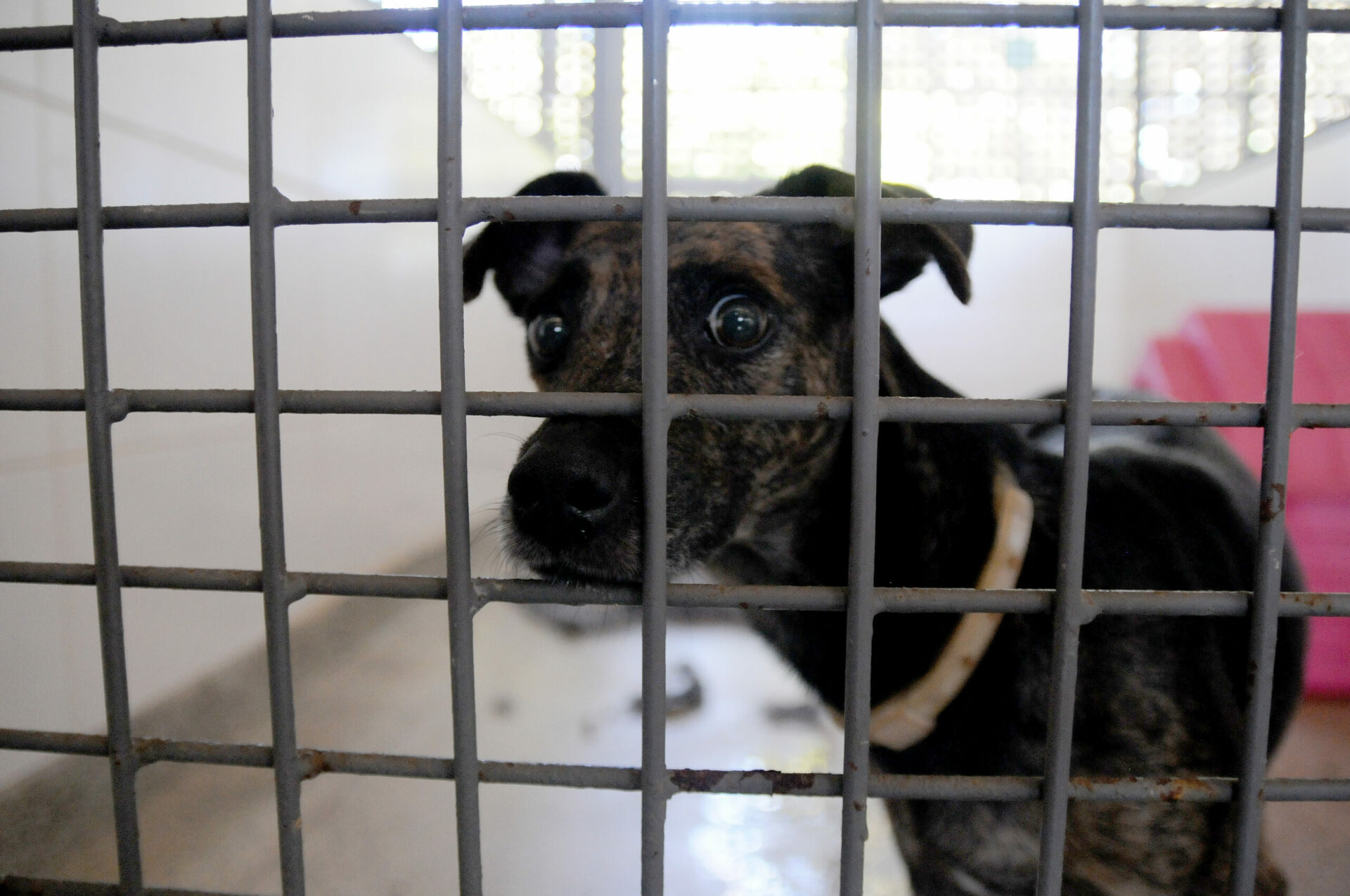 Pets chegaram por medida judicial devido a maus-tratos ou vínculo epidemiológico e já estão prontos para novo lar. Foto: Lúcio Bernardo Jr / Agência Brasília