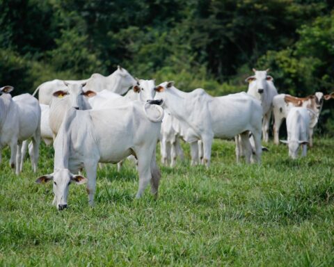 Aftosa: Agrodefesa determina que, na primeira etapa, de 1º a 31 de maio, devem ser vacinados bovinos e bubalinos. Foto: Adriano Brito/CNA