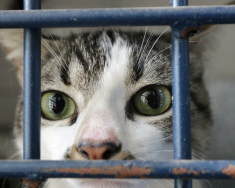 Castração gratuita: Cirurgias de cães e gatos começam nesta terça (24) e vão até 30 de junho. Foto: Divulgação