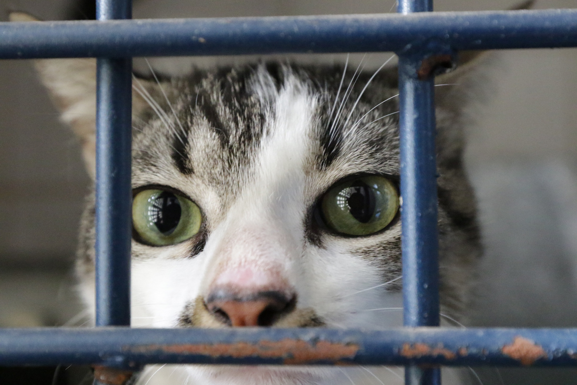 Castração gratuita: Cirurgias de cães e gatos começam nesta terça (24) e vão até 30 de junho. Foto: Divulgação