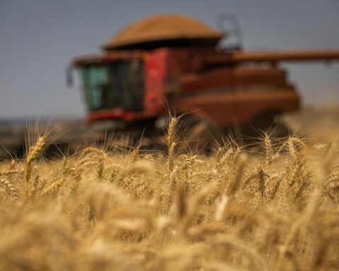 Agro em Dados: Produção goiana de trigo deve crescer 35,7% em 2022 e chegar a 175,5 mil toneladas. Foto: Wenderson Araújo CNA